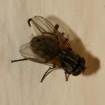 Fly