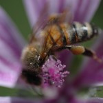 Wonderful bee photo