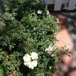 small white roses